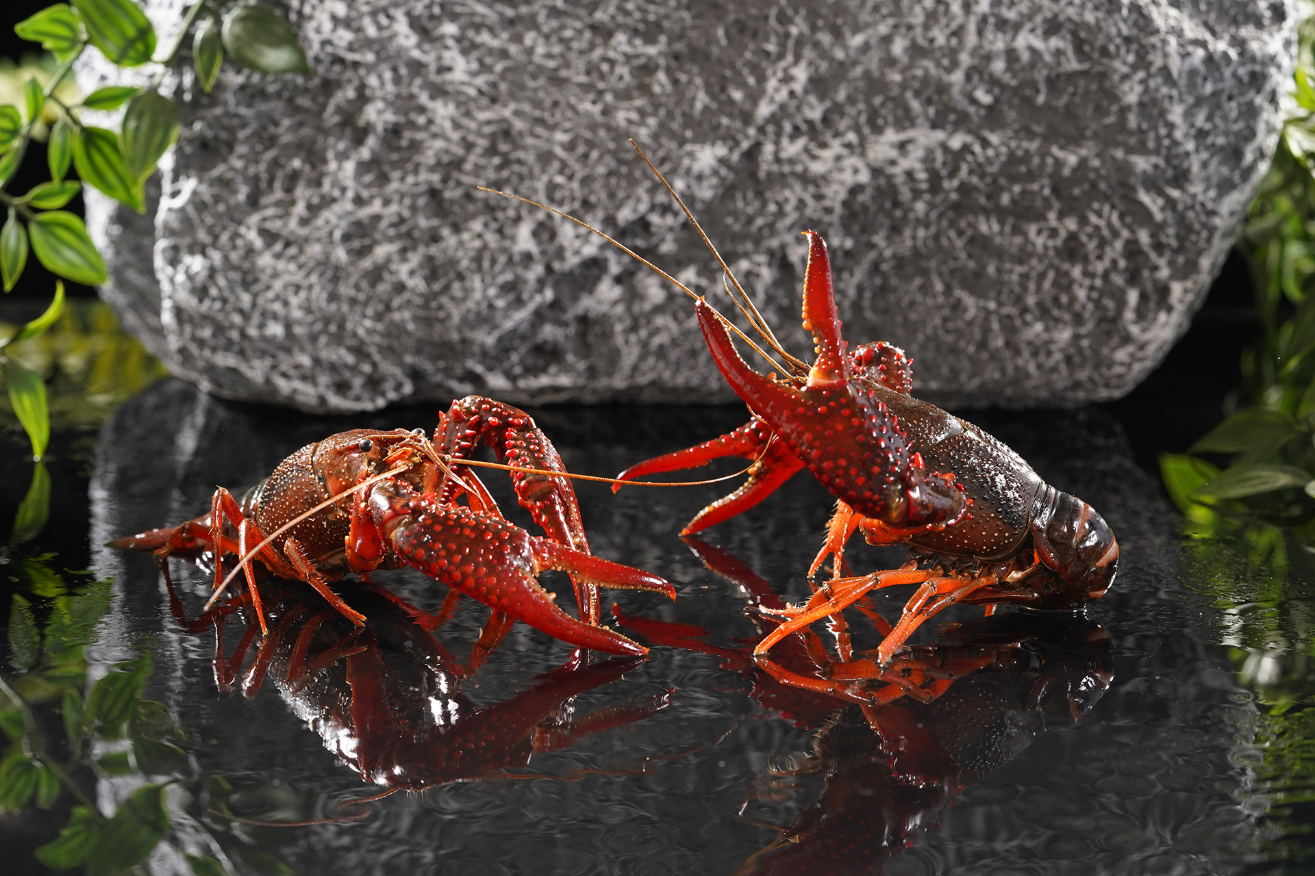 Shrimp series